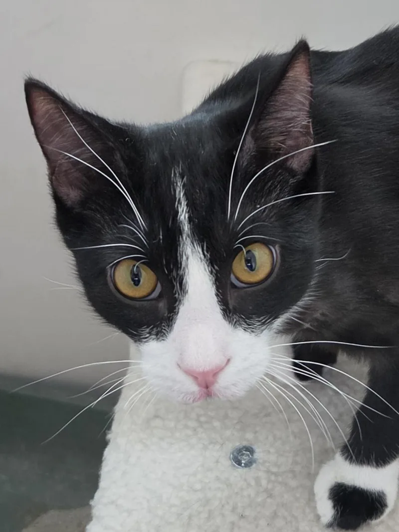 A young medium-sized male Domestic Short Hair cat named Howell for adoption in Corrales, NM