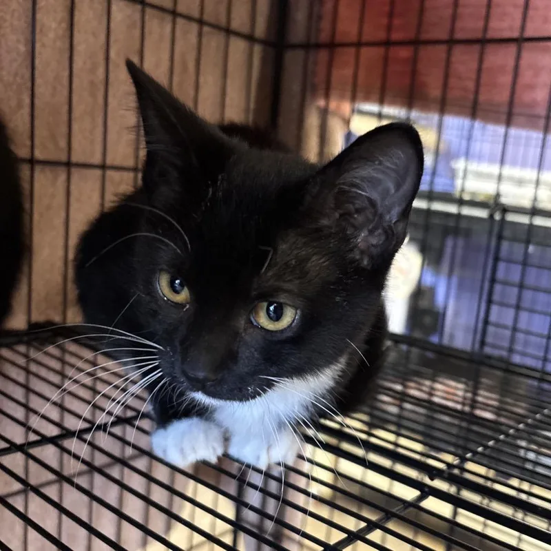 A baby small-sized female Black Domestic Short Hair cat named Club for adoption in Webster, TX