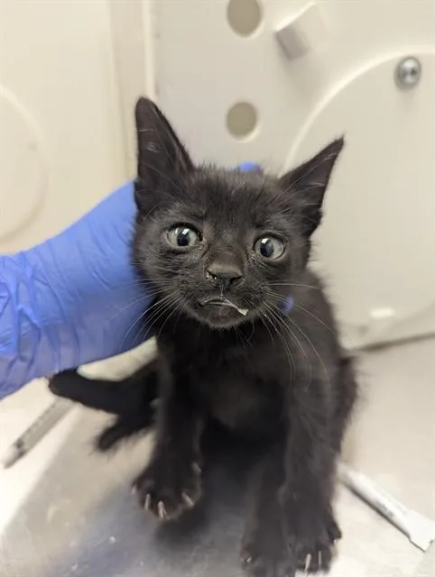 A baby small-sized male Domestic Short Hair cat named Magician for adoption in Ontario, CA