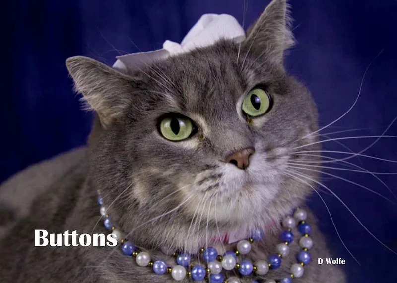 An adult large-sized female Gray / Blue / Silver Tabby cat named Buttons for adoption in York, NE