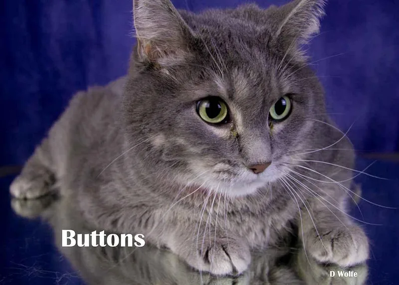 Buttons thumbnail 4