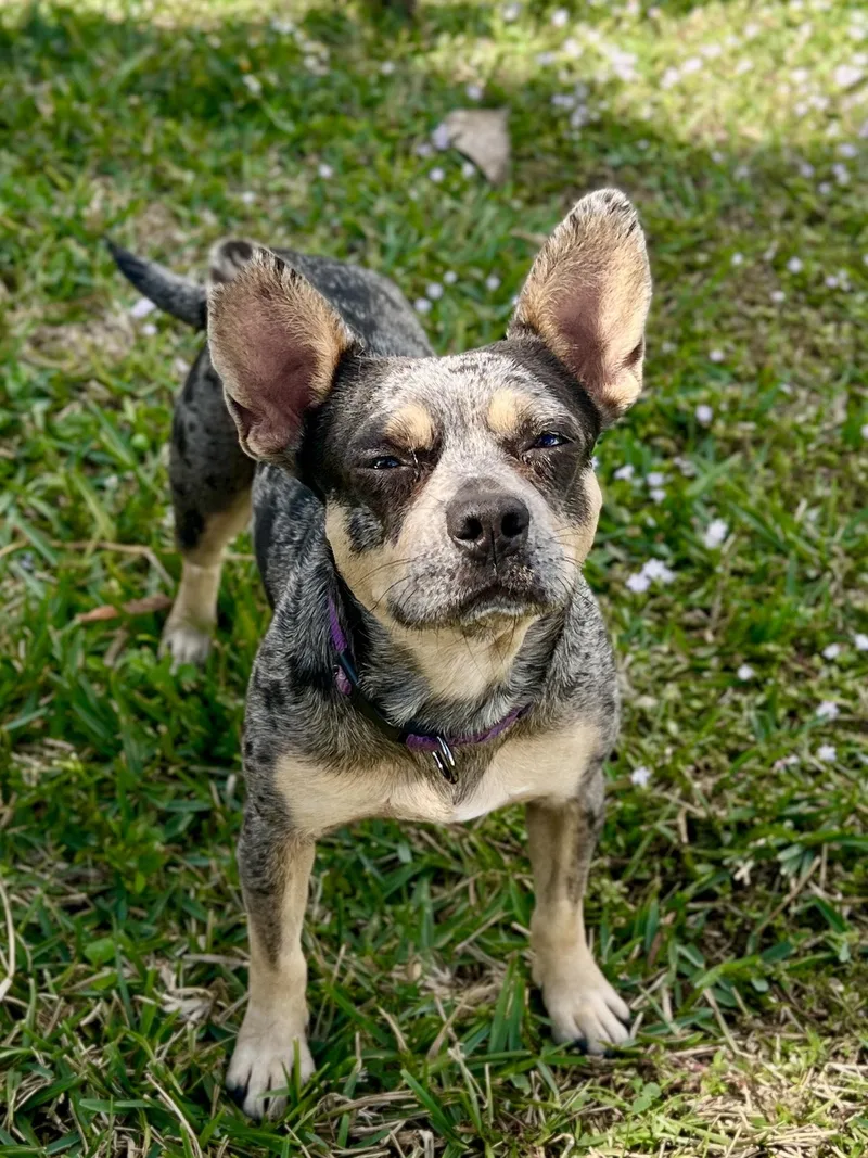 Pimienta thumbnail 2