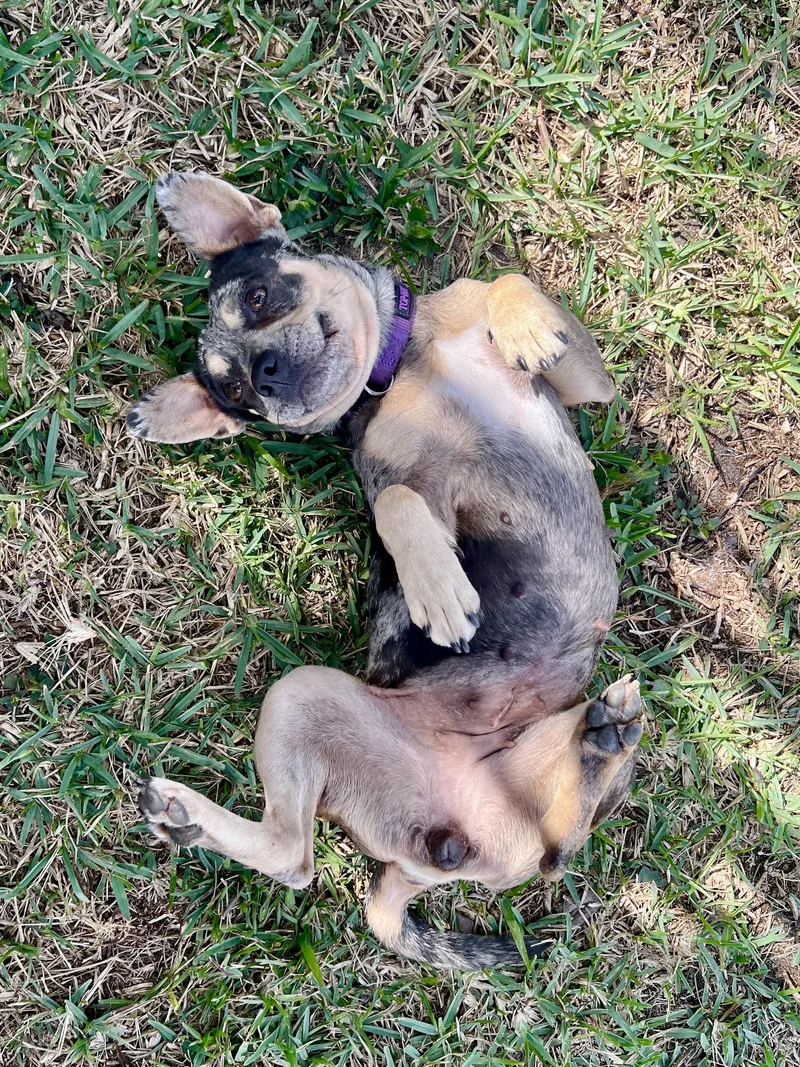 Pimienta thumbnail 3