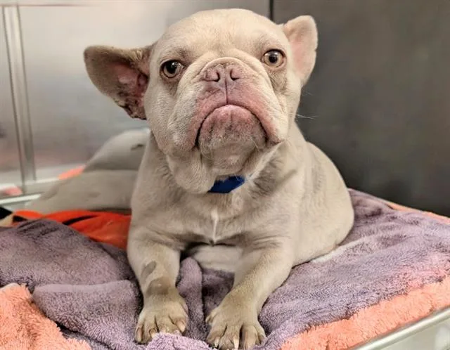 A young small-sized male French Bulldog dog named Noah for adoption in Moreno Valley, CA