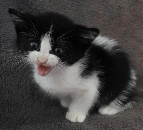 A baby medium-sized male Domestic Short Hair cat named Polly for adoption in Thief River Falls, MN