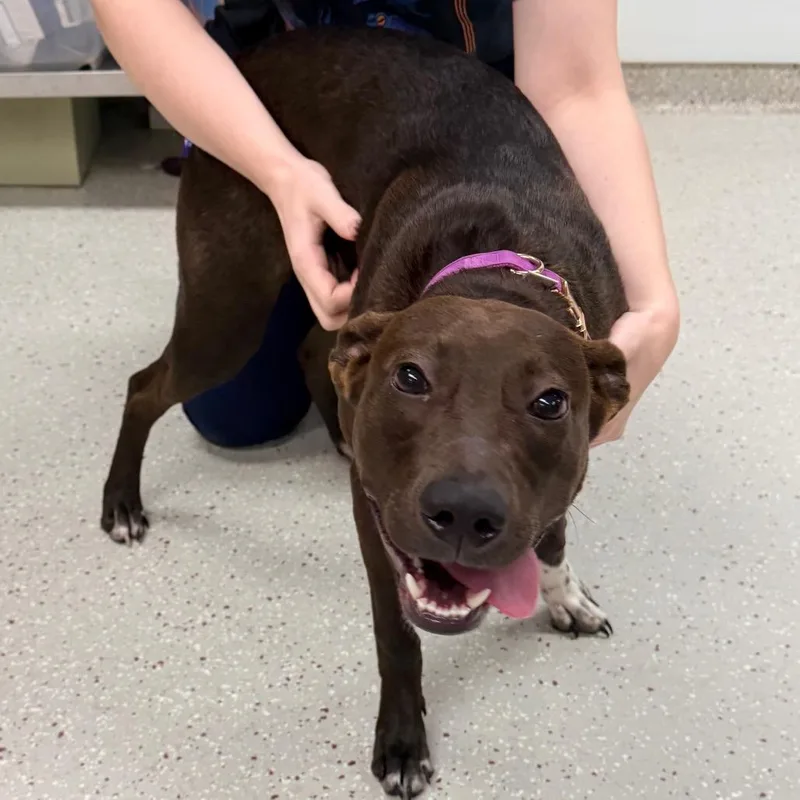 A baby medium-sized female Mixed Breed dog named Basil for adoption in Indianapolis, IN