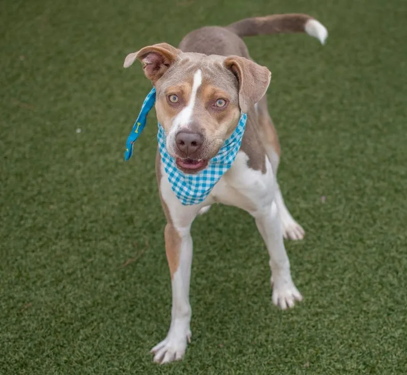 A young medium-sized male Labrador Retriever dog named Buddy for adoption in Hartsville, SC