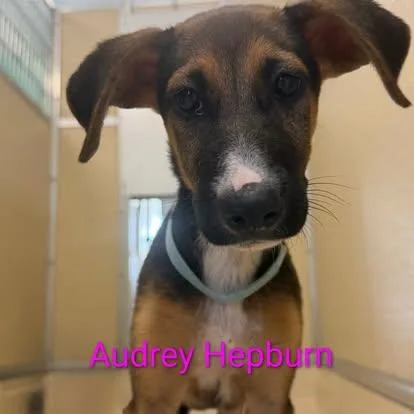 A baby medium-sized female Bicolor Shepherd dog named Audrey Hepburn for adoption in Pawleys Island, SC