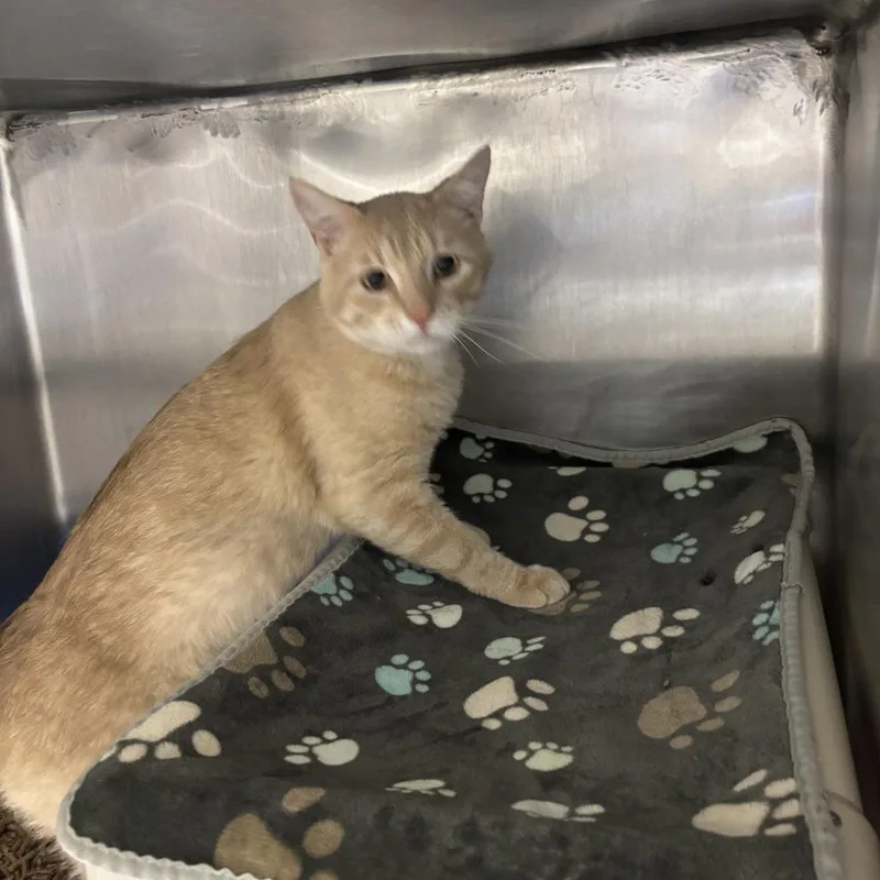 An adult large-sized male Buff / Tan / Fawn Domestic Short Hair cat named Chewbacca for adoption in Kanab, UT