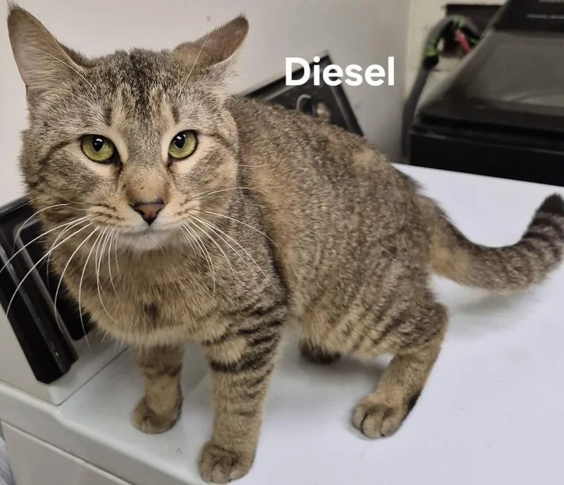 A young medium-sized male Domestic Short Hair cat named Diesel for adoption in Kendallville, IN