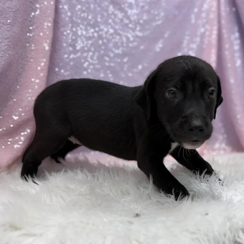 A baby medium-sized female Black Retriever dog named Brie for adoption in Cedarburg, WI