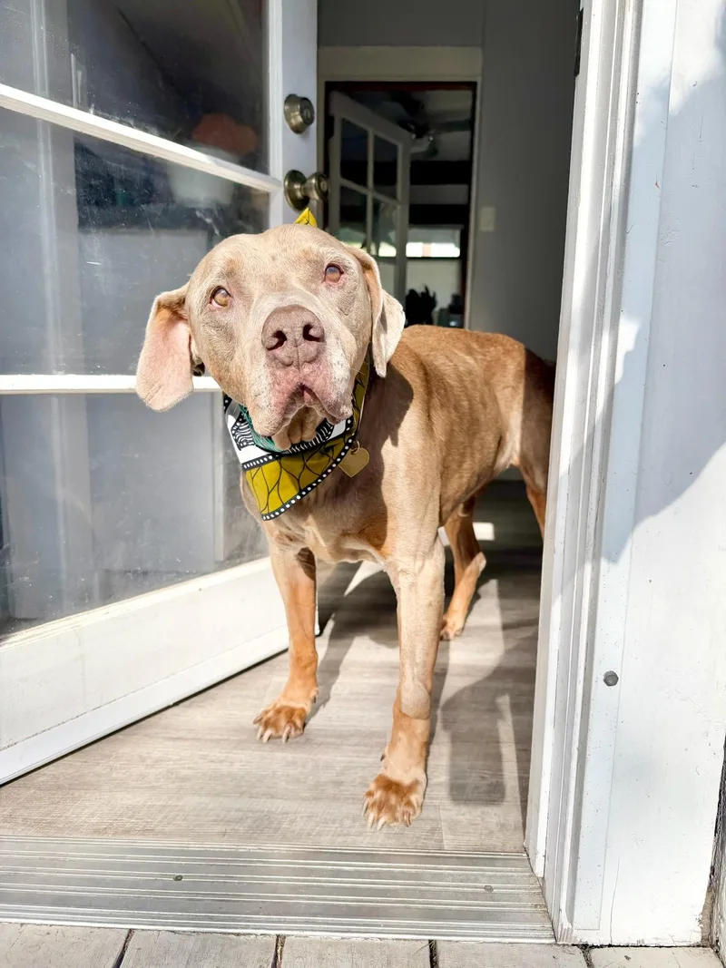 A senior large-sized male Sable American Staffordshire Terrier dog named Stanley for adoption in West Hollywood, CA