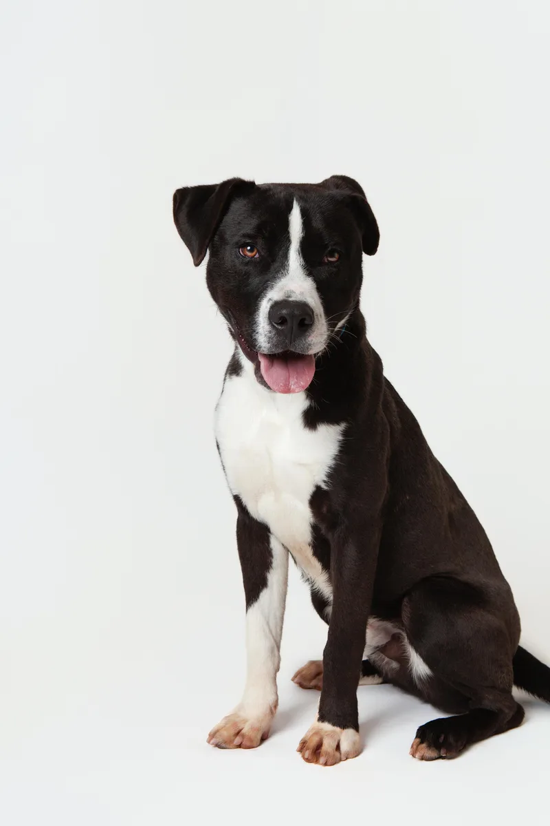 Heimdall thumbnail 3