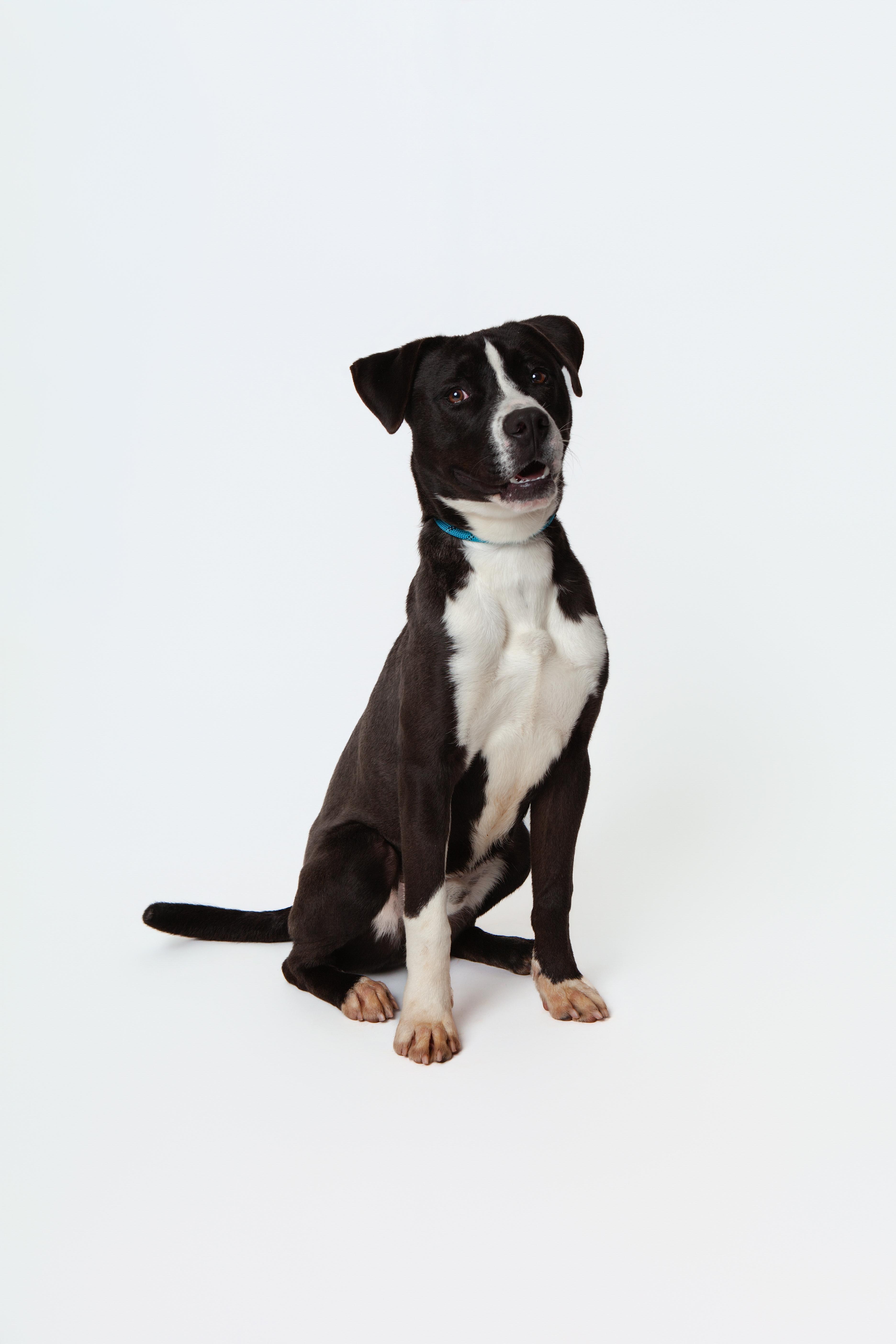 Heimdall thumbnail 4