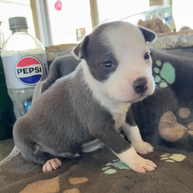 A baby medium-sized female Gray / Blue / Silver American Staffordshire Terrier dog named Charlotte for adoption in Fredericksburg, TX