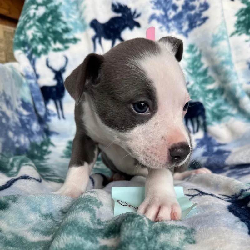 Charlotte thumbnail 2