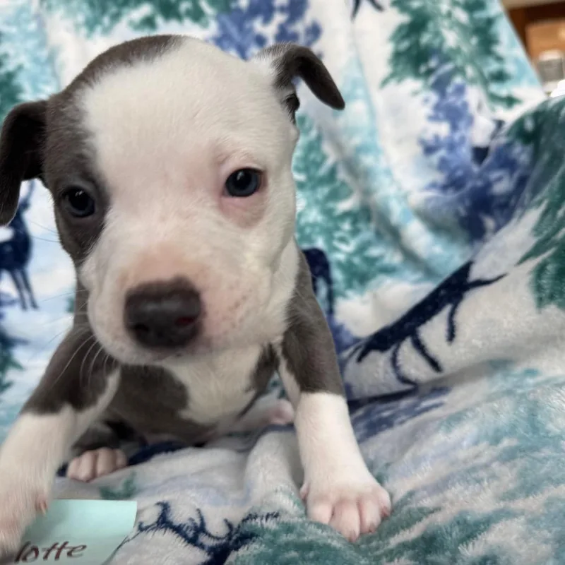 Charlotte thumbnail 4