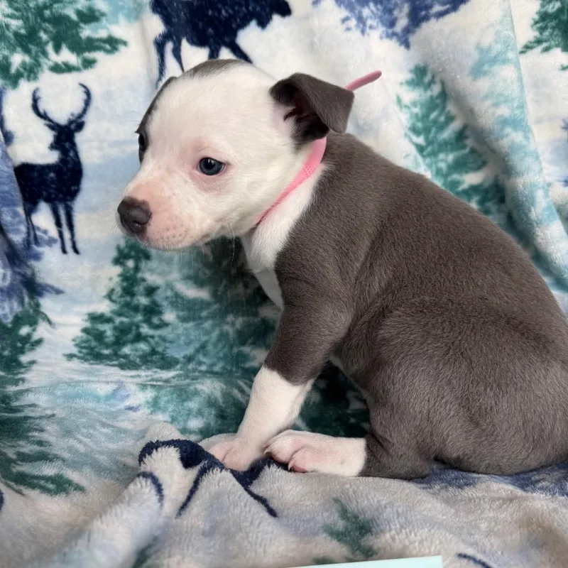 Charlotte thumbnail 5