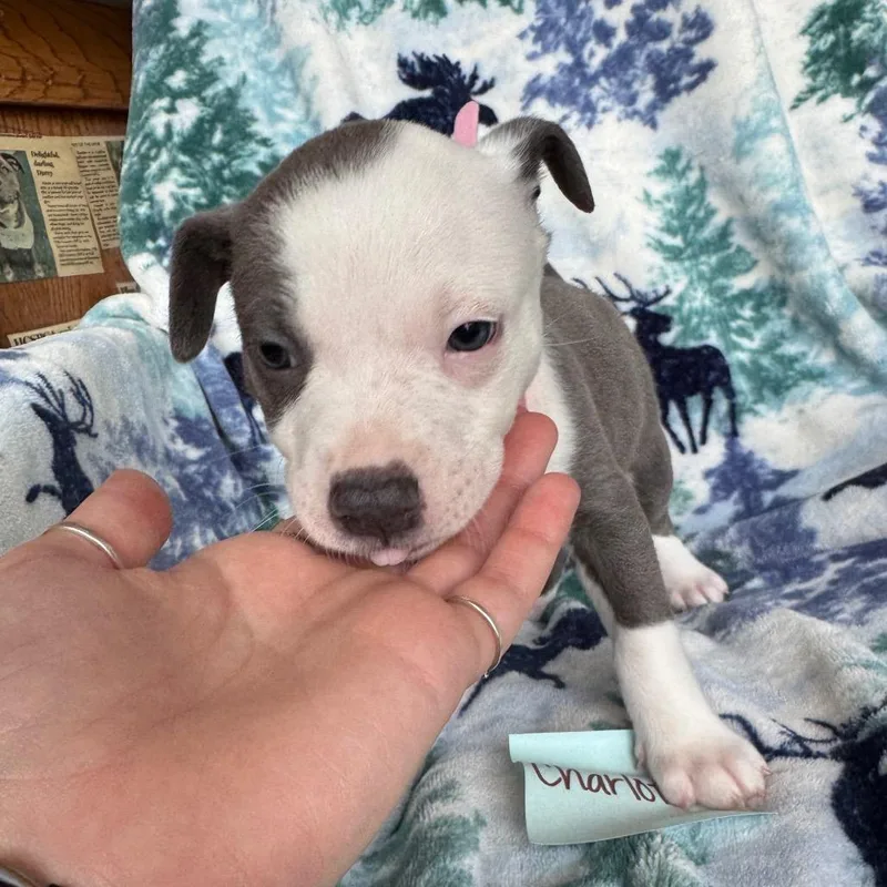 Charlotte thumbnail 6