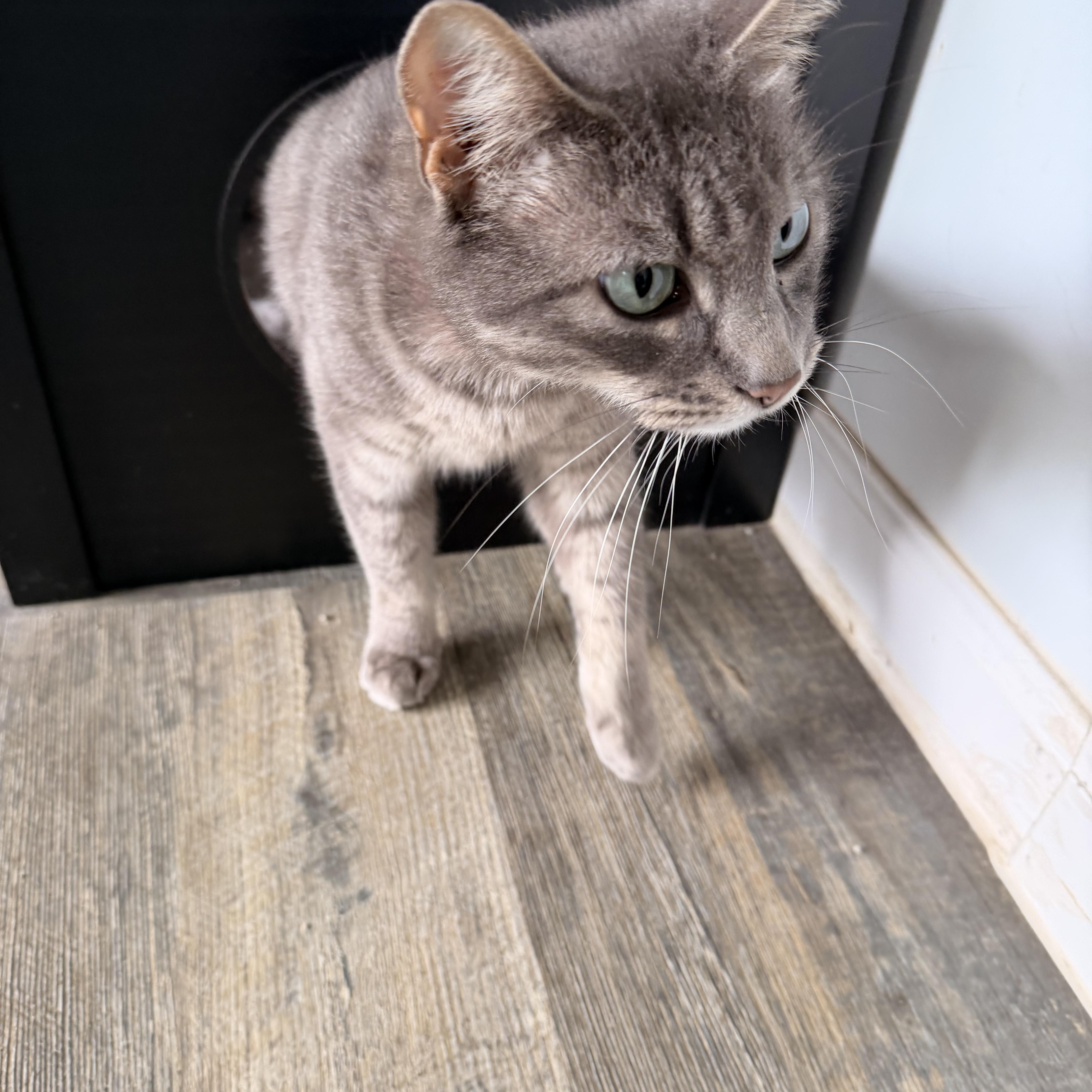An adult medium-sized female Gray / Blue / Silver Tabby cat named Clayto for adoption in Crescent City, CA