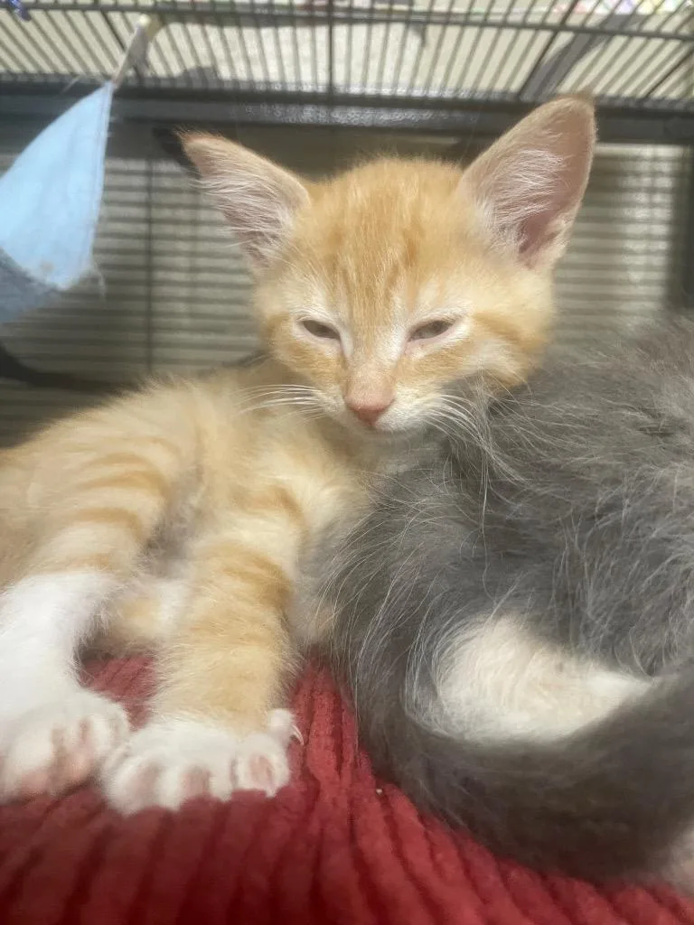 A baby small-sized male Domestic Medium Hair cat named Isaiah for adoption in Blountville, TN