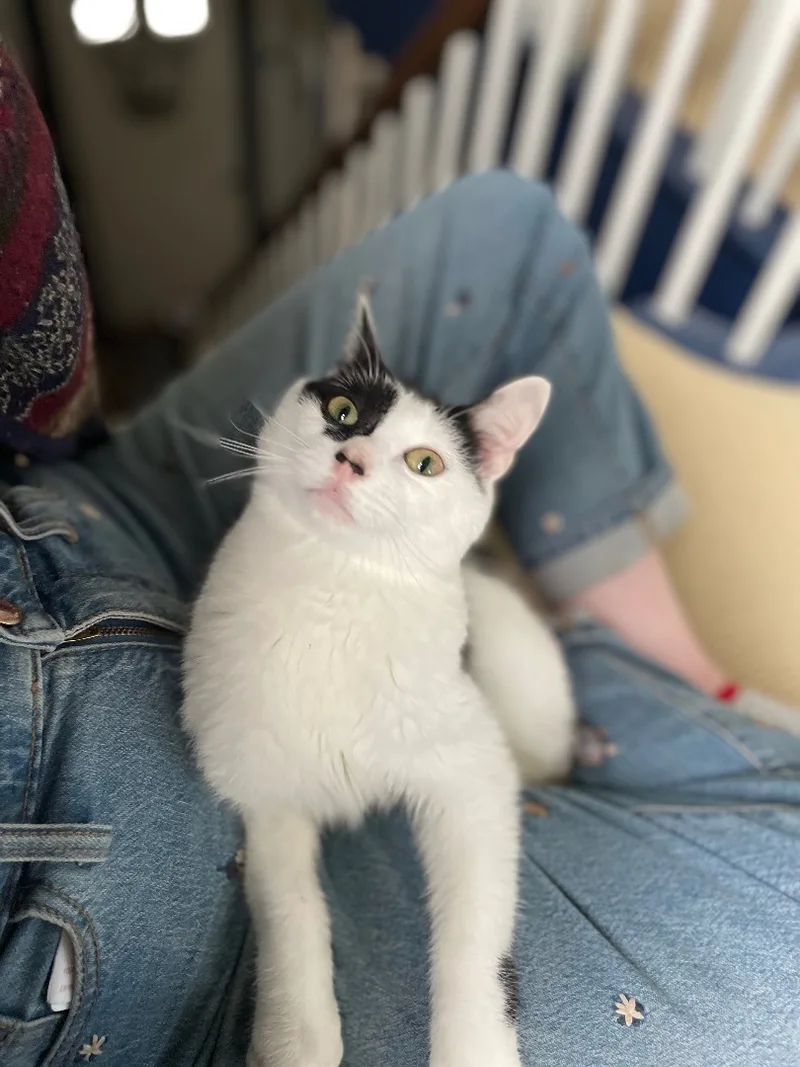 Benjamin Beans  Incontinent thumbnail 2