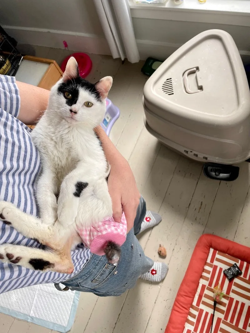 Benjamin Beans  Incontinent thumbnail 3