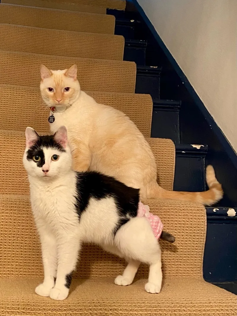 Benjamin Beans  Incontinent thumbnail 4