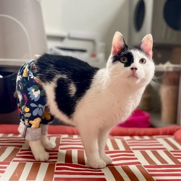 Benjamin Beans  Incontinent thumbnail 5