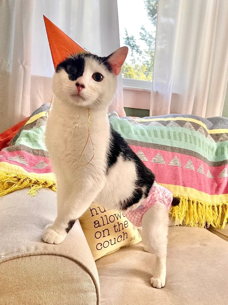 Benjamin Beans  Incontinent thumbnail 6