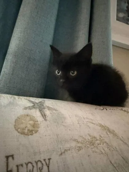 A baby small-sized female Domestic Short Hair cat named Bell Pepper for adoption in Hobart, IN