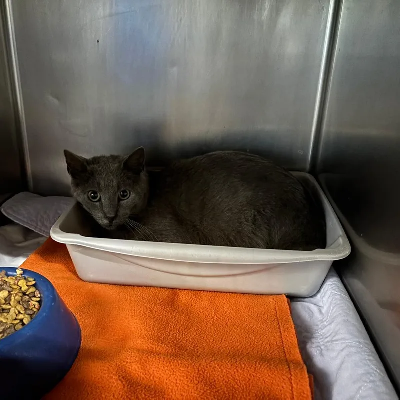 An adult medium-sized male Gray / Blue / Silver Domestic Short Hair cat named Jimmothy for adoption in St Joseph, MO