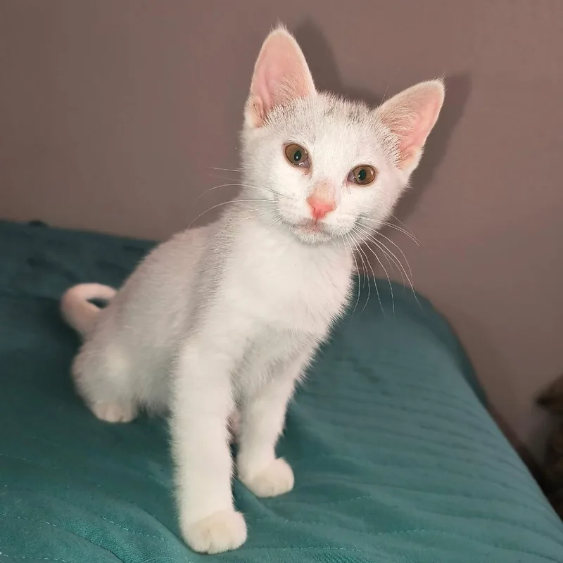 A baby small-sized female White Domestic Short Hair cat named Tallulah for adoption in Long Beach, CA