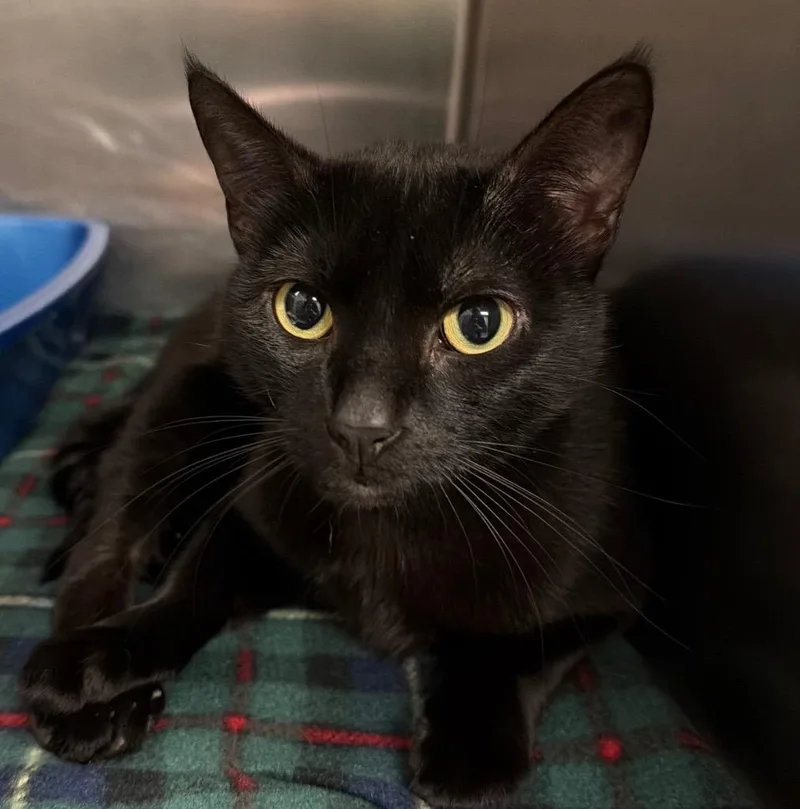 A young medium-sized female Domestic Short Hair cat named Pepper for adoption in Ocala, FL