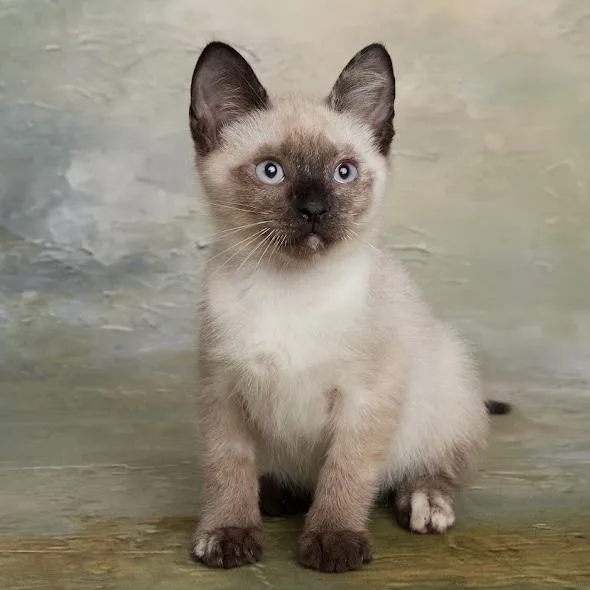 A baby medium-sized female Seal Point Siamese cat named Mango Chatty Lovebug for adoption in League City, TX