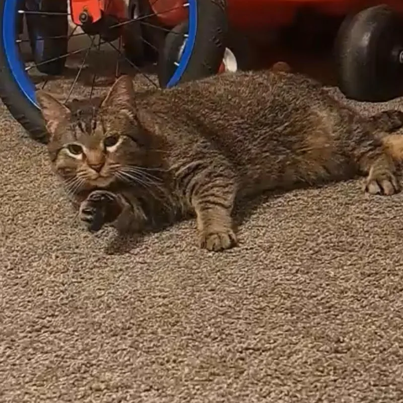 An adult medium-sized female Tabby (Brown / Chocolate) Domestic Short Hair cat named Kloe for adoption in Omaha, NE