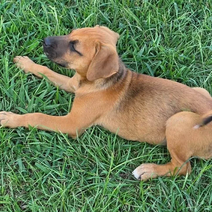 A baby medium-sized female Yellow / Tan / Blond / Fawn Black Mouth Cur dog named Nala for adoption in Huntsville, AL