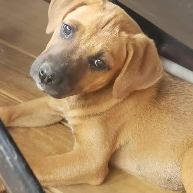 Nala thumbnail 2