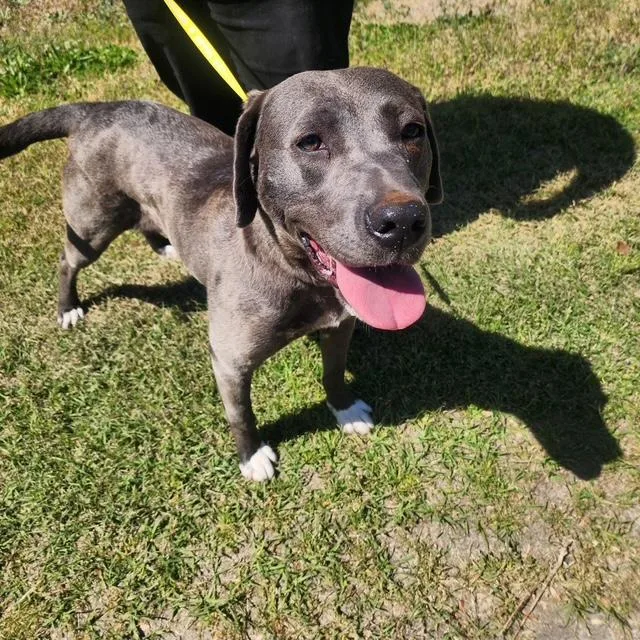 A young medium-sized female Gray / Blue / Silver Labrador Retriever dog named Silvi for adoption in Manhasset, NY