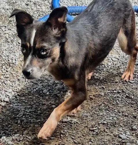 A baby small-sized female Chihuahua dog named Miss Ledd for adoption in Jackson, LA