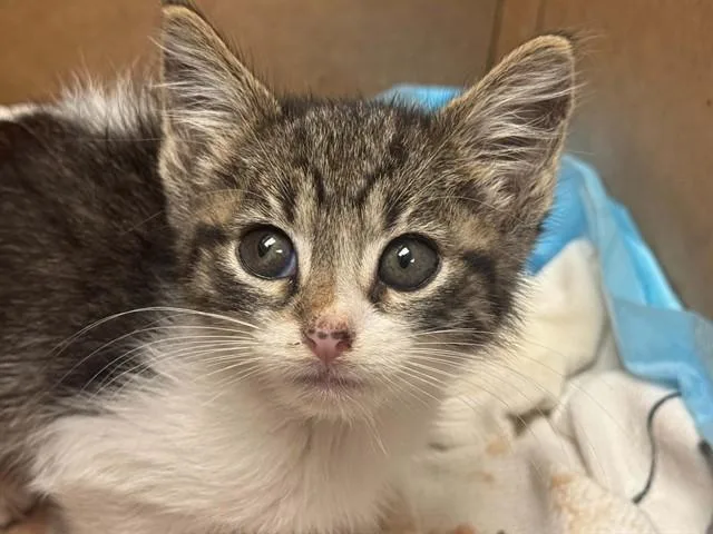 A baby large-sized female Domestic Short Hair cat named Bruce Wayne for adoption in Dallas, TX