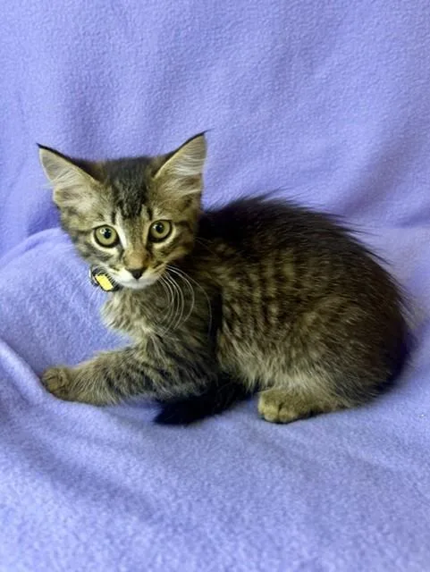 Finnegan