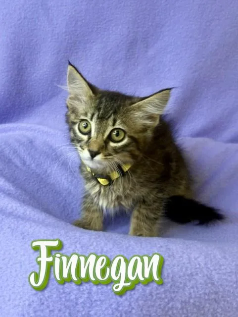 Finnegan thumbnail 2