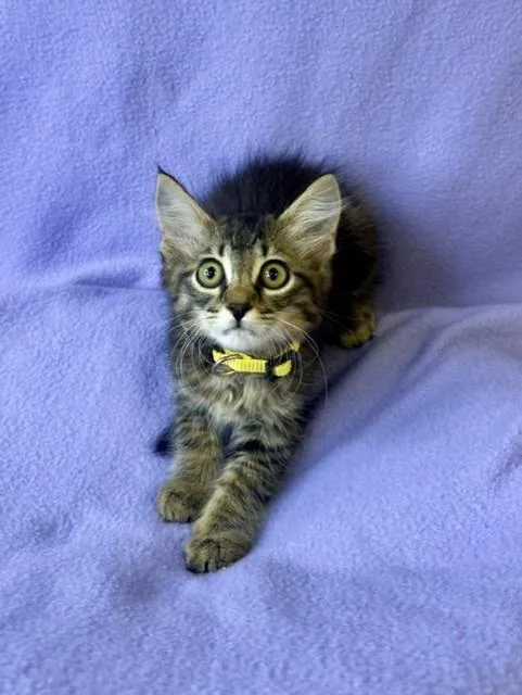 Finnegan thumbnail 3