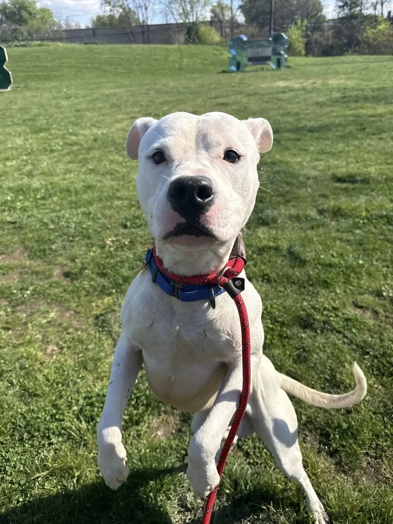 A young medium-sized male White / Cream Pit Bull Terrier dog named Cruz for adoption in Cleveland, OH