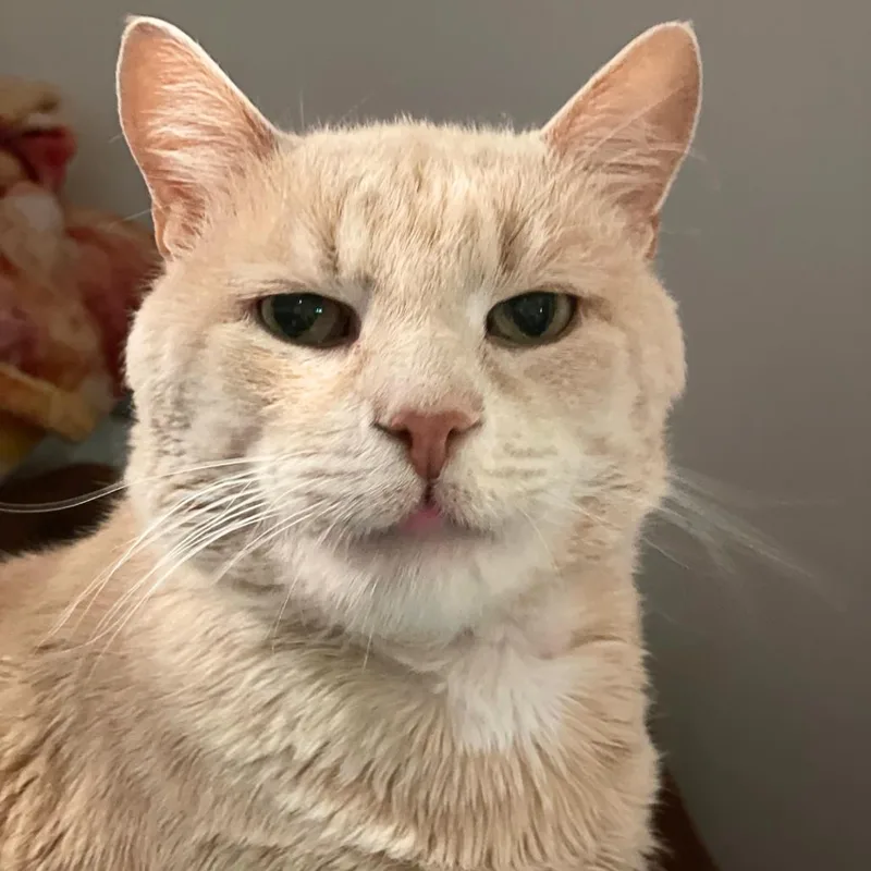 A senior large-sized male Domestic Short Hair cat named Sid for adoption in South Burlington, VT