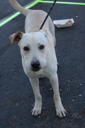 An adult medium-sized male Shepherd dog named Doghoka for adoption in El Paso, TX