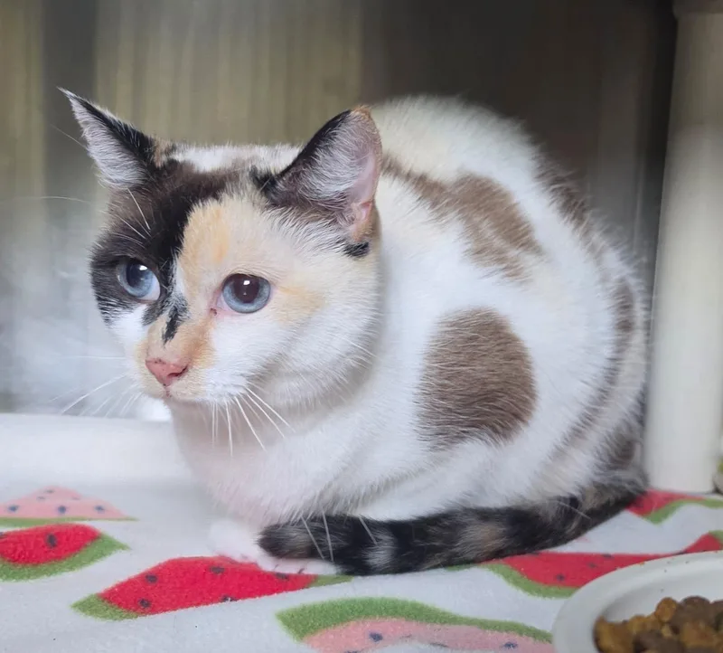 A senior medium-sized female Domestic Short Hair cat named Arlene for adoption in Brainerd, MN