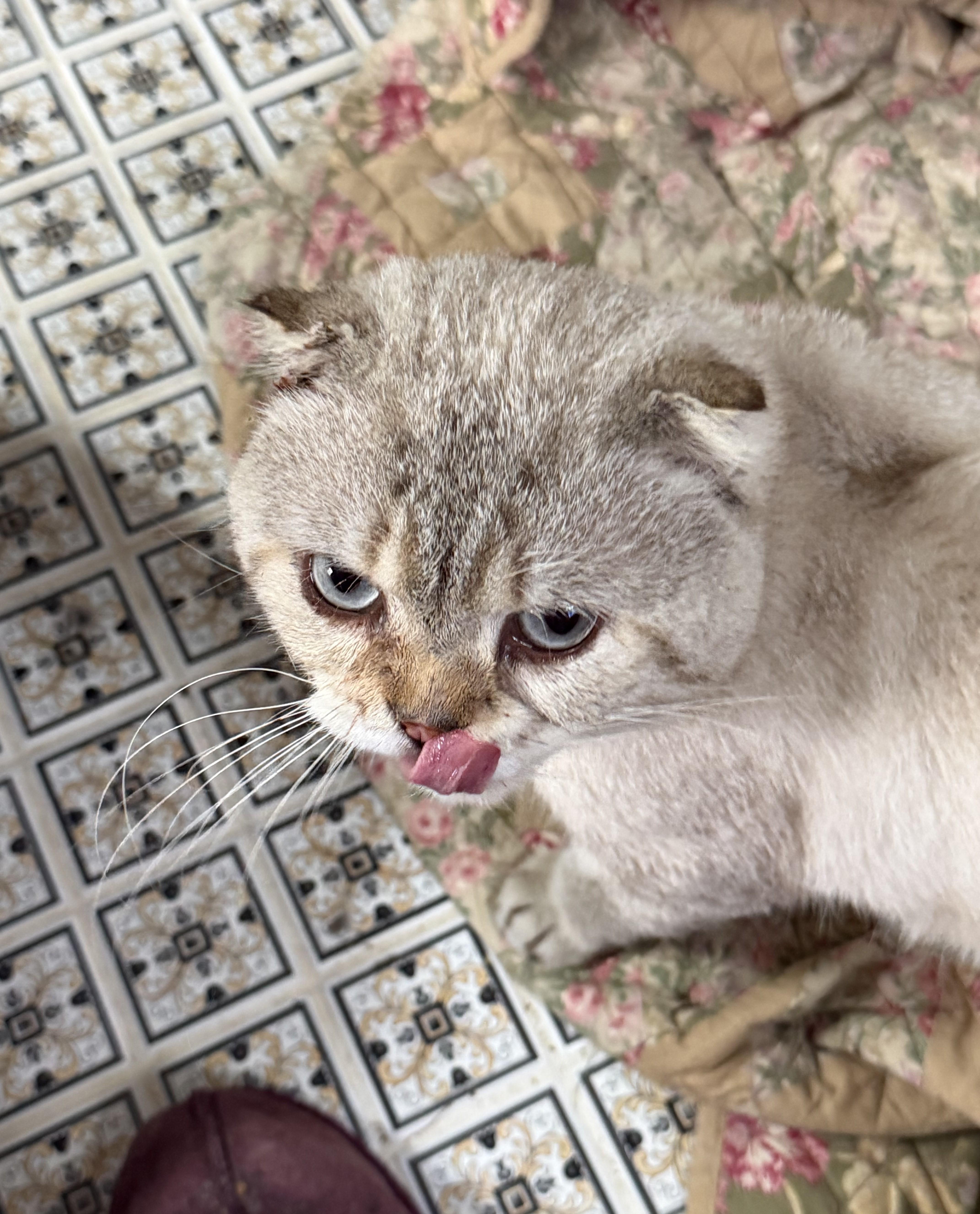 A young medium-sized male Cream / Ivory Scottish Fold cat named Cedric for adoption in Churchville, PA