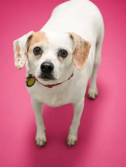 A senior medium-sized female Beagle dog named Luna for adoption in Bowling Green, KY